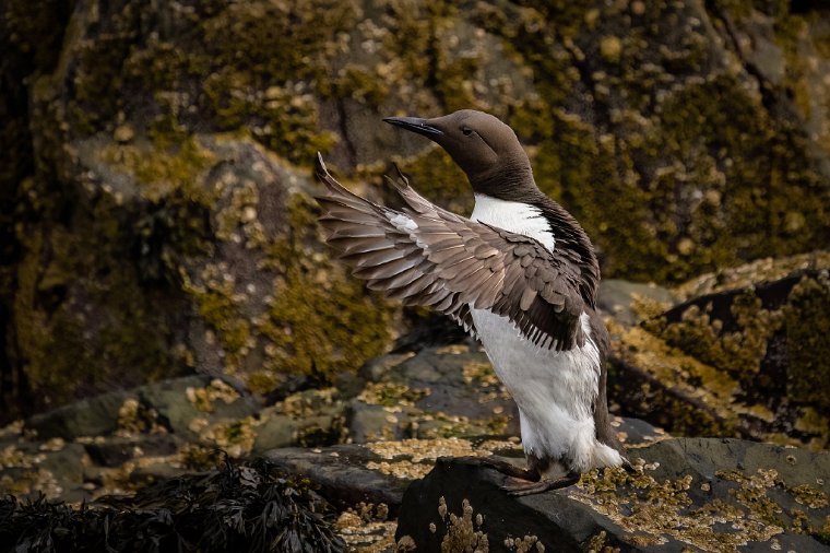 008 Farne eilanden, zeekoet.jpg